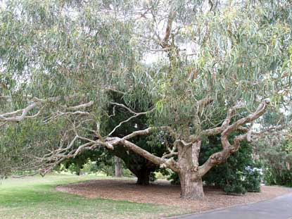 APII jpeg image of Eucalyptus maidenii  © contact APII