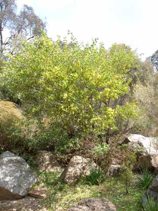 APII jpeg image of Acacia pubifolia  © contact APII