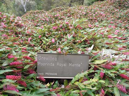 APII jpeg image of Grevillea 'Poorinda Royal Mantle'  © contact APII