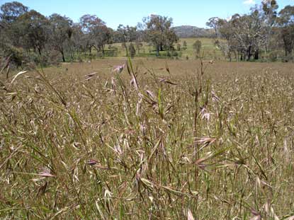 APII jpeg image of Themeda triandra  © contact APII