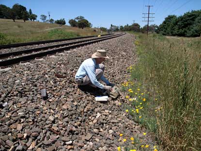 APII jpeg image of Eschscholzia californica  © contact APII