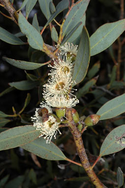 APII jpeg image of Eucalyptus famelica  © contact APII