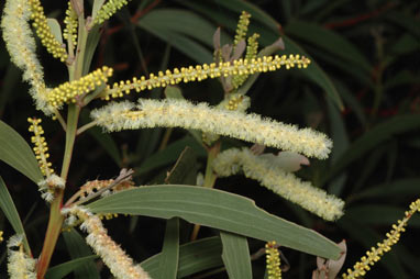 APII jpeg image of Acacia leiocalyx  © contact APII