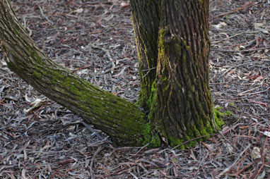 APII jpeg image of Melaleuca bracteata  © contact APII