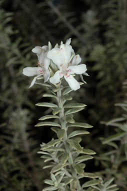 APII jpeg image of Westringia fruticosa 'Smokie'  © contact APII