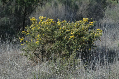 APII jpeg image of Ulex europaeus  © contact APII