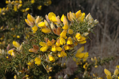 APII jpeg image of Ulex europaeus  © contact APII