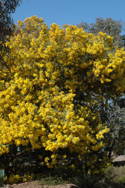 APII jpeg image of Acacia podalyriifolia  © contact APII