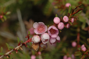 APII jpeg image of Thryptomene saxicola 'Pink Lace'  © contact APII