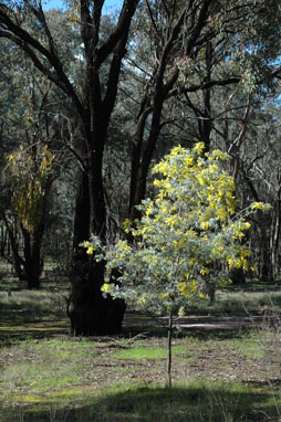 APII jpeg image of Acacia baileyana  © contact APII