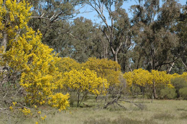 APII jpeg image of Acacia hakeoides  © contact APII