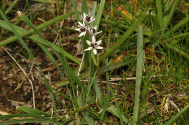 APII jpeg image of Wurmbea latifolia  © contact APII