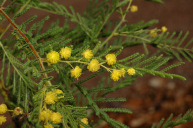 APII jpeg image of Acacia cardiophylla  © contact APII