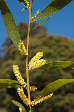 APII jpeg image of Acacia longifolia subsp. sophorae  © contact APII