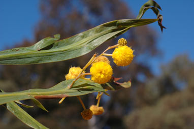 APII jpeg image of Acacia pterocaulon  © contact APII