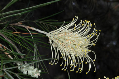 APII jpeg image of Grevillea 'Moonlight'  © contact APII