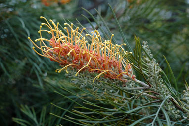 APII jpeg image of Grevillea 'Honey Gem'  © contact APII