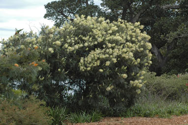 APII jpeg image of Grevillea 'Moonlight'  © contact APII