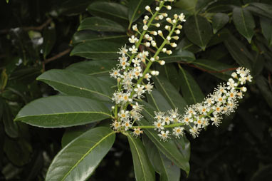 APII jpeg image of Prunus laurocerasus  © contact APII