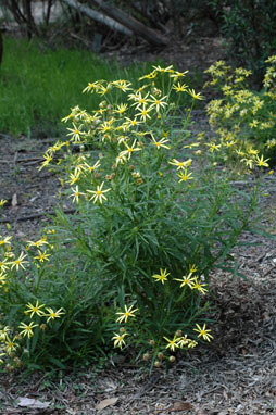 APII jpeg image of Senecio macranthus  © contact APII