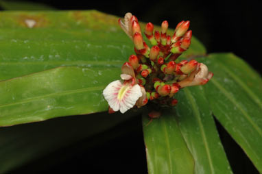 APII jpeg image of Alpinia  © contact APII