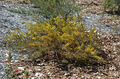 APII jpeg image of Acacia camptoclada  © contact APII