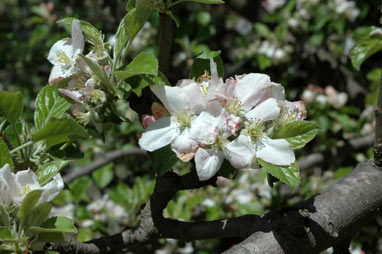 APII jpeg image of Malus pumila  © contact APII