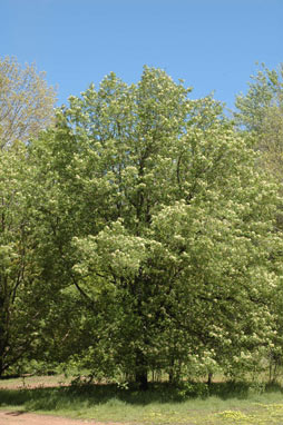 APII jpeg image of Sorbus domestica  © contact APII