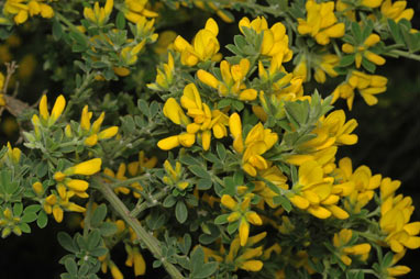 APII jpeg image of Genista monspessulana  © contact APII