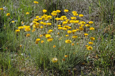 APII jpeg image of Leucochrysum albicans var. albicans  © contact APII