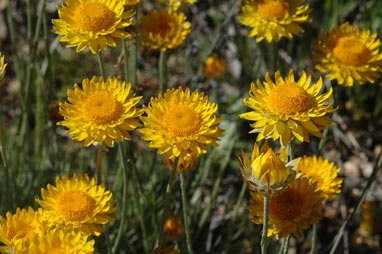 APII jpeg image of Leucochrysum albicans var. albicans  © contact APII