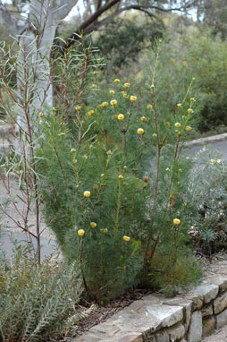 APII jpeg image of Isopogon anemonifolius  © contact APII