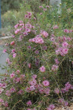 APII jpeg image of Isopogon formosus subsp. formosus  © contact APII