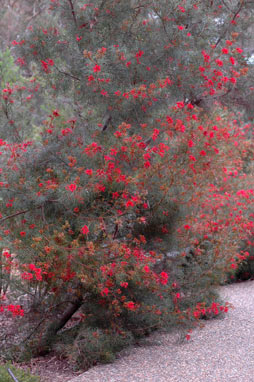 APII jpeg image of Grevillea 'Bonfire'  © contact APII