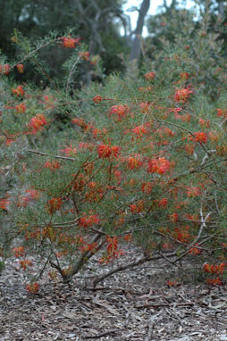 APII jpeg image of Grevillea dielsiana  © contact APII