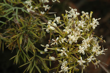 APII jpeg image of Grevillea spinosissima  © contact APII