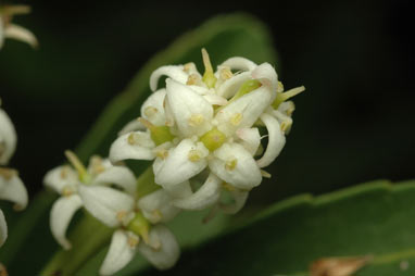 APII jpeg image of Cenarrhenes nitida  © contact APII