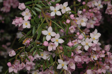 APII jpeg image of Boronia 'Tyalge Ruby'  © contact APII