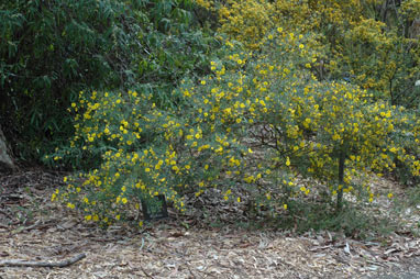 APII jpeg image of Gompholobium latifolium  © contact APII