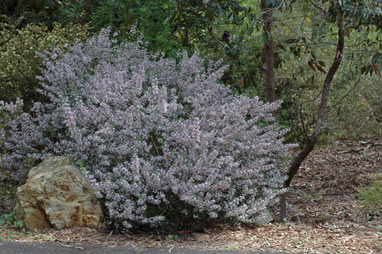 APII jpeg image of Boronia anemonifolia subsp. variabilis  © contact APII