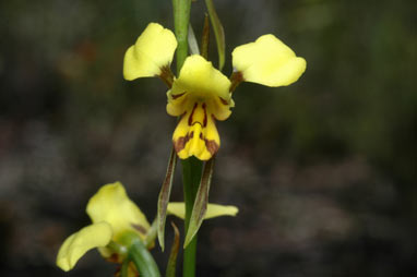 APII jpeg image of Diuris sulphurea  © contact APII