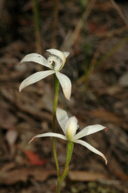 APII jpeg image of Stegostyla ustulata  © contact APII