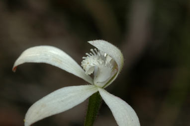 APII jpeg image of Stegostyla ustulata  © contact APII