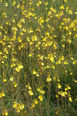 APII jpeg image of Bulbine bulbosa  © contact APII