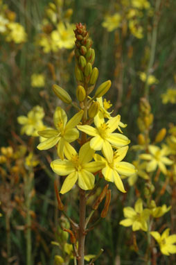 APII jpeg image of Bulbine bulbosa  © contact APII