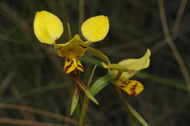 APII jpeg image of Diuris sulphurea  © contact APII