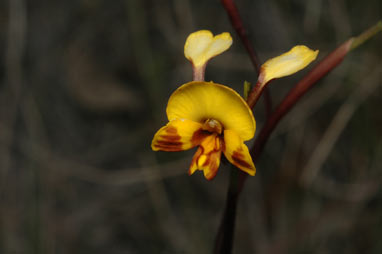 APII jpeg image of Diuris semilunulata  © contact APII