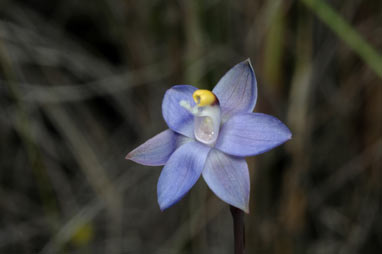 APII jpeg image of Thelymitra pauciflora  © contact APII