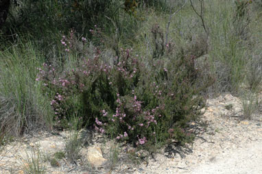 APII jpeg image of Kunzea parvifolia  © contact APII