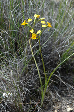 APII jpeg image of Diuris aequalis  © contact APII